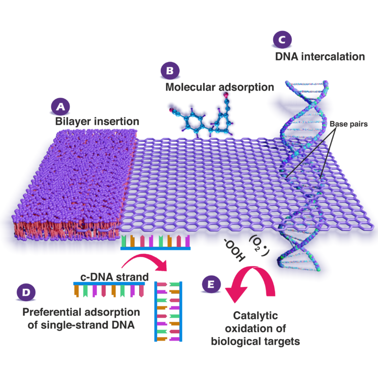 Academic Illustration showing use of graphene sheet in microbiology